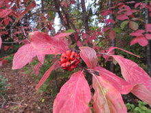 Load image into Gallery viewer, Red fall leaves and berries of western flowering dogwood tree, also known as pacific dogwood (Cornus nuttallii) in the wild. One of approximately 200 species of Pacific Northwest native plants available at Sparrowhawk Native Plants in Portland, Oregon.