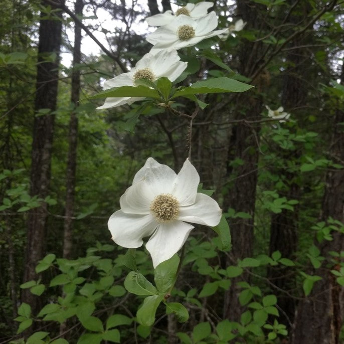 Western Flowering Dogwood Sparrowhawk Native Plants