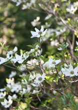 Load image into Gallery viewer, Bright white flowers of western flowering dogwood tree, also known as pacific dogwood (Cornus nuttallii) in the wild. One of approximately 200 species of Pacific Northwest native plants available at Sparrowhawk Native Plants in Portland, Oregon.