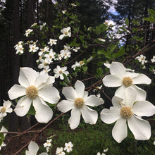 Load image into Gallery viewer, Bright white flowers of western flowering dogwood tree, also known as pacific dogwood (Cornus nuttallii) in the wild. One of approximately 200 species of Pacific Northwest native plants available at Sparrowhawk Native Plants in Portland, Oregon.