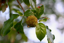 Load image into Gallery viewer, Early fruit forming on western flowering dogwood tree, also known as pacific dogwood (Cornus nuttallii) in the wild. One of approximately 200 species of Pacific Northwest native plants available at Sparrowhawk Native Plants in Portland, Oregon.