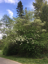 Load image into Gallery viewer, A western flowering dogwood tree, also known as pacific dogwood (Cornus nuttallii) in the wild. One of approximately 200 species of Pacific Northwest native plants available at Sparrowhawk Native Plants in Portland, Oregon.