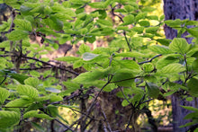 Load image into Gallery viewer, Fresh green leaves of western flowering dogwood tree, also known as pacific dogwood (Cornus nuttallii) in the wild. One of approximately 200 species of Pacific Northwest native plants available at Sparrowhawk Native Plants in Portland, Oregon.