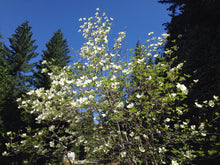 Load image into Gallery viewer, A western flowering dogwood tree, also known as pacific dogwood (Cornus nuttallii) in the wild. One of approximately 200 species of Pacific Northwest native plants available at Sparrowhawk Native Plants in Portland, Oregon.