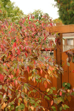 Load image into Gallery viewer, Gold, orange and red fall leaves of red twig dogwood shrub (Cornus sericea). One of approximately 200 species of Pacific Northwest native wildflowers, shrubs and trees available at Sparrowhawk Native Plants, native plant nursery in Portland, Oregon.