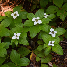 Load image into Gallery viewer, A picturesque population of bunchberry (Cornus unalaschkensis). One of 100+ species of Pacific Northwest native plants available at Sparrowhawk Native Plants nursery in Portland, Oregon.