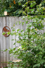 Cargar imagen en el visor de la galería, Growth habit of a young western hazelnut shrub (Corylus cornuta) in the habitat garden. One of many species of Pacific Northwest native shrubs available at Sparrowhawk Native Plants, Native Plant Nursery in Portland, Oregon.