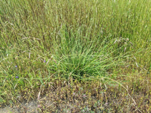 Load image into Gallery viewer, Growth habit of California oatgrass (Danthonia californica) in the wild. One of approximately 200 species of Pacific Northwest native plants available at Sparrowhawk Native Plants, native plant nursery in Portland, Oregon.