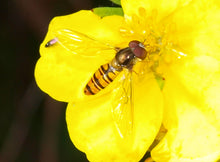 Load image into Gallery viewer, Macro shot of yellow flower of shrubby cinquefoil (Dasiphora fruticosa, formerly/aka Potentilla fruticosa) with an insect. One of 100+ species of Pacific Northwest native plants available at Sparrowhawk Native Plants, Native Plant Nursery in Portland, Oregon.