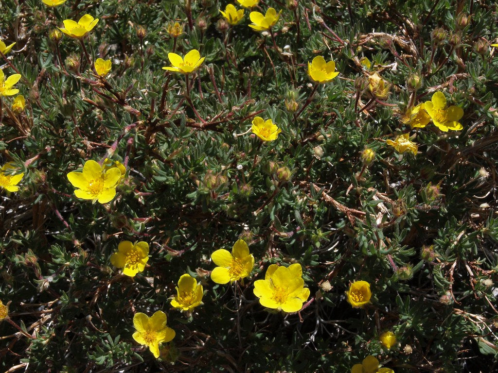Shrubby Cinquefoil – Sparrowhawk Native Plants