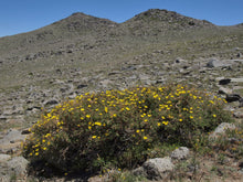 Load image into Gallery viewer, A flowering shrubby cinquefoil (Dasiphora fruticosa, formerly/aka Potentilla fruticosa) in its native habitat. One of 100+ species of Pacific Northwest native plants available at Sparrowhawk Native Plants, Native Plant Nursery in Portland, Oregon.