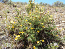 Load image into Gallery viewer, A flowering shrubby cinquefoil (Dasiphora fruticosa, formerly/aka Potentilla fruticosa) in its native habitat. One of 100+ species of Pacific Northwest native plants available at Sparrowhawk Native Plants, Native Plant Nursery in Portland, Oregon.