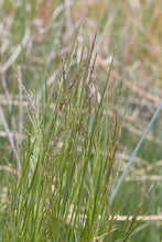 Load image into Gallery viewer, Feathery inflorescence of tufted hair grass (Deschampsia cespitosa). One of approximately 200 species of Pacific Northwest native plants offered by Sparrowhawk Native Plants Nursery in Portland, Oregon