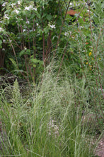 Load image into Gallery viewer, Tufted hair grass (Deschampsia cespitosa) in a habitat garden. One of approximately 200 Pacific Northwest native plants offered by Sparrowhawk Native Plants Nursery in Portland, Oregon