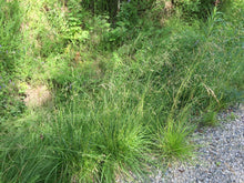 Load image into Gallery viewer, Several clumps of tufted hair grass (Deschampsia cespitosa) growing along a forest edge or opening. One of approximately 200 Pacific Northwest native plants offered by Sparrowhawk Native Plants Nursery in Portland, Oregon