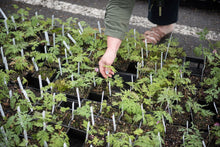 Load image into Gallery viewer, Flats of 4" pots of pacific bleeding heart plants (Dicentra formosa) at a Sparrowhawk event in April. One of 100+ species of Pacific Northwest native plants available at Sparrowhawk Native Plants, Native Plant Nursery in Portland, Oregon.