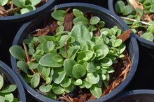 Load image into Gallery viewer, One gallon pots of budding broad-leaved or Henderson's shooting star (Dodecatheon hendersonii) in April. One of the 100+ stunning Pacific Northwest native plant available at Sparrowhawk Native Plants Nursery in Portland, Oregon.