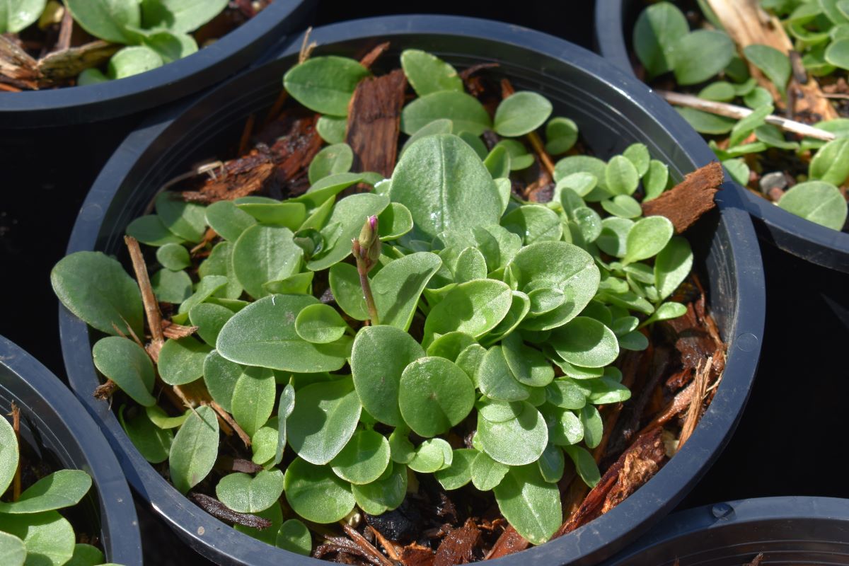 one leaf pot plant Broad-leaved Shooting Star – Sparrowhawk Native Plants