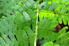 Load image into Gallery viewer, Close up of the frond of coastal wood fern (Dryopteris arguta). One of approximately 200 species of Pacific Northwest native plants available at Sparrowhawk Native Plants, Native Plant Nursery in Portland, Oregon.