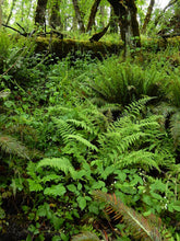 Load image into Gallery viewer, Coastal wood fern (Dryopteris arguta) in it's natural wooded habitat. One of approximately 200 species of Pacific Northwest native plants available at Sparrowhawk Native Plants, Native Plant Nursery in Portland, Oregon.