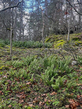 Load image into Gallery viewer, A wild population of coastal wood fern (Dryopteris arguta). One of approximately 200 species of Pacific Northwest native plants available at Sparrowhawk Native Plants, Native Plant Nursery in Portland, Oregon.