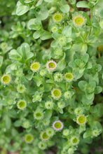 Load image into Gallery viewer, Soft green foliage and abundant buds of seaside or beach daisy (Erigeron glaucus) buds about ready to pop into flower. One of approximately 200 species of Pacific Northwest native wildflowers, shrubs and trees available at Sparrowhawk Native Plants, native plant nursery in Portland, Oregon.