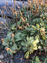 Load image into Gallery viewer, The late season look of seaside daisy, also known as beach daisy (Erigeron glaucus) after the flowers are finished. One of approximately 200 species of Pacific Northwest native wildflowers, shrubs and trees available at Sparrowhawk Native Plants, native plant nursery in Portland, Oregon.