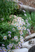 Load image into Gallery viewer, A thick drift of showy fleabane's purple blooms (Erigeron speciosus) cascade over log edging in the habitat garden. One of 150+ species of Pacific Northwest native plants available at Sparrowhawk Native Plants, Native Plant Nursery in Portland, Oregon.