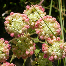 Load image into Gallery viewer, Close-up of the dense, dome-shaped flower clusters of sulphur-flower buckwheat (Eriogonum umbellatum). One of the 150+ species of Pacific Northwest native plants available through Sparrowhawk Native Plants in Portland, Oregon.