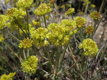 Load image into Gallery viewer, Close-up of light yellow flower clusters of sulphur-flower buckwheat (Eriogonum umbellatum). One of the 150+ species of Pacific Northwest native plants available through Sparrowhawk Native Plants in Portland, Oregon.