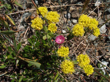 Load image into Gallery viewer, A bright yellow flowering sulphur-flower buckwheat (Eriogonum umbellatum) in the wild, with one small Clarkia growing in the center. One of the 150+ species of Pacific Northwest native plants available through Sparrowhawk Native Plants in Portland, Oregon.