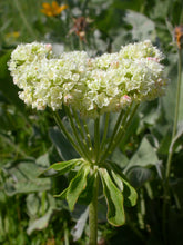 Load image into Gallery viewer, Several, upright white flower clusters and whirled leaves of sulphur-flower buckwheat (Eriogonum umbellatum). One of the 150+ species of Pacific Northwest native plants available through Sparrowhawk Native Plants in Portland, Oregon.