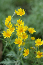 Cargar imagen en el visor de la galería, Close-up of cheerful yellow Oregon Sunshine flowers (Eriophyllum lanatum). One of 150+ species of Pacific Northwest native plants available at Sparrowhawk Native Plants, Native Plant Nursery in Portland, Oregon.