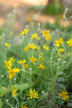 Cargar imagen en el visor de la galería, Oregon sunshine (Eriophyllum lanatum). One of 150+ species of Pacific Northwest native plants available at Sparrowhawk Native Plants, Native Plant Nursery in Portland, Oregon.