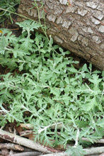 Cargar imagen en el visor de la galería, Silvery-green foliage of Oregon sunshine (Eriophyllum lanatum). One of 150+ species of Pacific Northwest native plants available at Sparrowhawk Native Plants, Native Plant Nursery in Portland, Oregon.