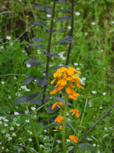 Load image into Gallery viewer, Close up of a cluster of orange flowers of western wallflower (Erysimum capitatus). One of approximately 200 species of Pacific Northwest native plants available at Sparrowhawk Native Plants in Portland, Oregon.
