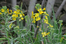 Load image into Gallery viewer, Yellow-flowering stalks of western wallflower (Erysimum capitatus). One of approximately 200 species of Pacific Northwest native plants available at Sparrowhawk Native Plants in Portland, Oregon.