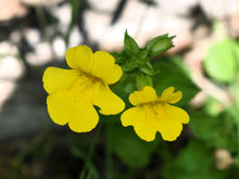 Load image into Gallery viewer, Close-up of the flowers of yellow monkeyflower (Erythranthe guttata, formerly/aka Mimulus guttatus). One of approximately 200 species of Pacific Northwest native plants available at Sparrowhawk Native Plants, Native Plant Nursery in Portland, Oregon.