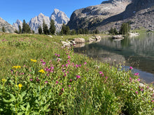 Load image into Gallery viewer, Large populations of showy purple monkeyflower, aka Lewis' monkeyflower or pink monkeyflower (Erythranthe lewisii, formerly Mimulus lewisii) in full bloom beside an alpine lake. One of approximately 200 species of Pacific Northwest native trees, shrubs and wildflowers available at Sparrowhawk Native Plants, native plant nursery in Portland, Oregon