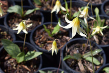 Load image into Gallery viewer, Close up of the creamy white flower of white fawn lily (Erythronium oregonum) in one gallon pots at in April. One of the 100+ species of Pacific Northwest native plants available at Sparrowhawk Native Plants Nursery in Portland, Oregon