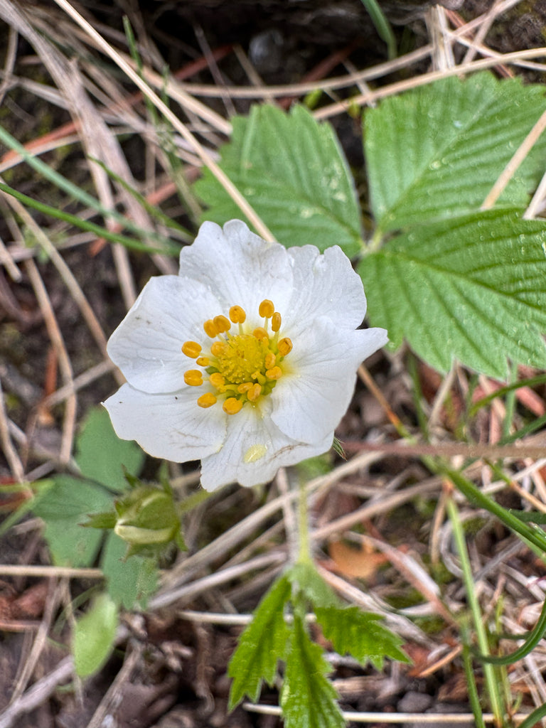 Woodland Strawberry (Fragaria vesca) – Sparrowhawk Native Plants