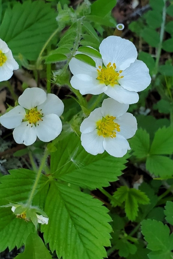 Woodland Strawberry (Fragaria vesca) – Sparrowhawk Native Plants