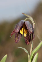 Load image into Gallery viewer, Close-up of the unique purplish-brown flowers of checker lily (aka chocolate lily or Fritillaria affinis). One of 150+ species of Pacific Northwest native plants available at Sparrowhawk Native Plants, Native Plant Nursery in Portland, Oregon.