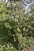 Cargar imagen en el visor de la galería, Growth habitat of mature, evergreen coast silk tassel bush (Garrya elliptica), flowering in April. One of 100+ species of Pacific Northwest native plants available at Sparrowhawk Native Plants, Native Plant Nursery in Portland, Oregon.