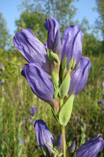 Load image into Gallery viewer, Close up of the top of the flower stalk of king&#39;s or staff gentian (Gentiana sceptrum) covered in blueish purple flowers. One of the 150+ species of Pacific Northwest native plants available at Sparrowhawk Native Plants in Portland, Oregon