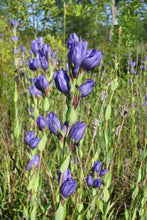 Cargar imagen en el visor de la galería, Many blue flowering stalks of king's or staff gentian (Gentiana sceptrum) in a wild population. One of the 150+ species of Pacific Northwest native plants available at Sparrowhawk Native Plants in Portland, Oregon
