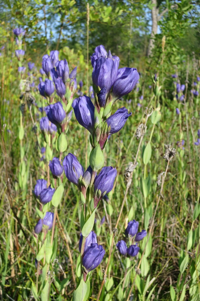 King's Gentian – Sparrowhawk Native Plants