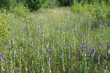 Load image into Gallery viewer, A wild meadow full of blue flowering king&#39;s or staff gentian (Gentiana sceptrum). One of the 150+ species of Pacific Northwest native plants available at Sparrowhawk Native Plants in Portland, Oregon.