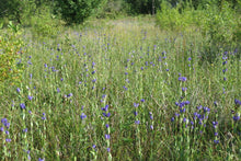 Cargar imagen en el visor de la galería, A wild meadow full of blue flowering king's or staff gentian (Gentiana sceptrum). One of the 150+ species of Pacific Northwest native plants available at Sparrowhawk Native Plants in Portland, Oregon.