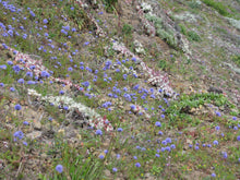 Load image into Gallery viewer, Close-up of Blue Globe Gilia flower with honey bee with purple pollen sacs.  Gilia capitata. Seed offering from Sparrowhawk Native Plants in Portland, Oregon.